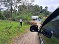 Buffel op de weg