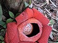 Rafflesia