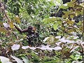 Eerste orang-oetan in het wild met ongelofelijke d