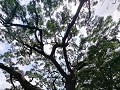 Gigantische mangobomen