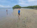 Oscar doet aan mangrove-herstel