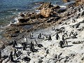 the-garden-route-betty-s-bay-and-the-penguins-1604521147