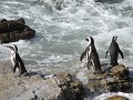 the-garden-route-betty-s-bay-and-the-penguins-1604530643