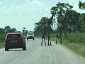 We are lucky again, giraffes crossing the road.
