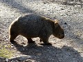 Een uit de kluiten gewassen wombat.