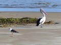 Een pelikaan met de broer van de zwaan.
