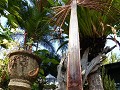 Door het vele genieten schieten er palmboom takken