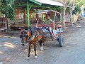 De beroemde paarden taxi van Lombok.