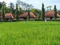 Zicht vanop mijn terras in Guesthouse Puji in Ubud