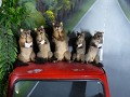 Zingende possums.