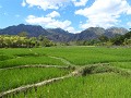 Prachtige rijstvelden.