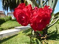 P1100435 (Small)
