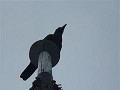 P1150315 (Small)