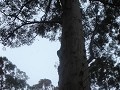 Tree (40m high!)
