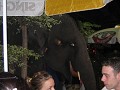 Yes that is an ELELPHANT in the pub!!