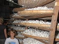 zijderupsen fabriek: duizenden cocons