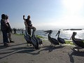 Pelikanen voederen in Paracas.