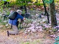 bij gebrek aan het Hallerbos