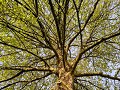 mooie boom in de tuin van het museum