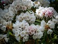 rododendron met witte klokjes