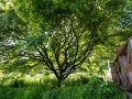 boom in de tuin van Blarney Castle