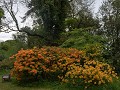 De rododendrons in de tuinen van Russborough House