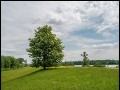 mooie boom aan de oevers van de Donau
