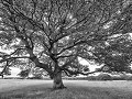 bomen in het park