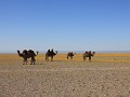 De kamelen verliezen hun wintervacht en staan met 