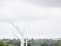 l'arbre