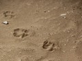 voetsporen van de nieuwe bewoners van Kolmanskop