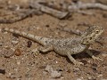 wie weet welk reptiel ik ben? Ik ben geen gecko, w