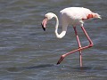  ook bij Luderitz zijn er 'greater' flamingo's te 