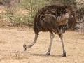 struisvogelmoeder