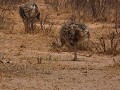 struisvogeljongen