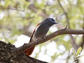 paradise flycatcher : leefgebied caprivi alleen