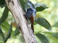 paradise flycatcher met korte staart ben ik een vr
