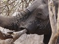  vlakbij olifant bull