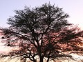 weversnesten in acacia bij zonsondergang