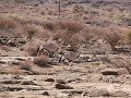 oryxen bij hardap dam