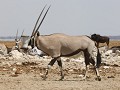 oryx of spiesbok
