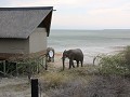 onkoshi is unfenced, dus olifanten roam free rond 