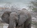 olifant vlakbij de tent in onkoshi camp