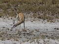 springbok : wat jeukt er hier ???