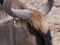wildebeest of gnoe. Am I a beauty or not? En te ze