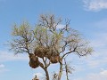 giraf bij boom met wevers-nesten