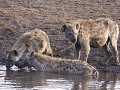 hyena waterbijeenkomst