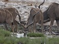 mannelijke kudu