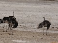 de struisvogels hebben ons dus zelf ooit de inspir