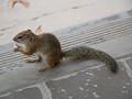 IMG 1173